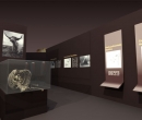 museo_evolucion_humana_48