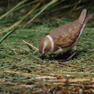 S'Albufera des Grau: Nucleus of the Biosphere Reserve