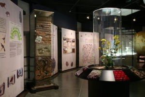 The Wonder Of The Lord Darwin