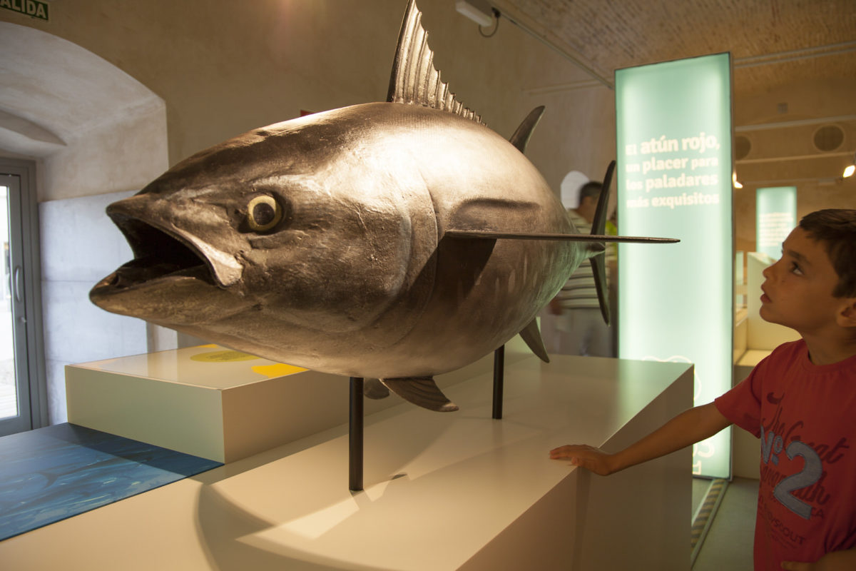 Interpretation Center Of The Sea, Tuna and Traps