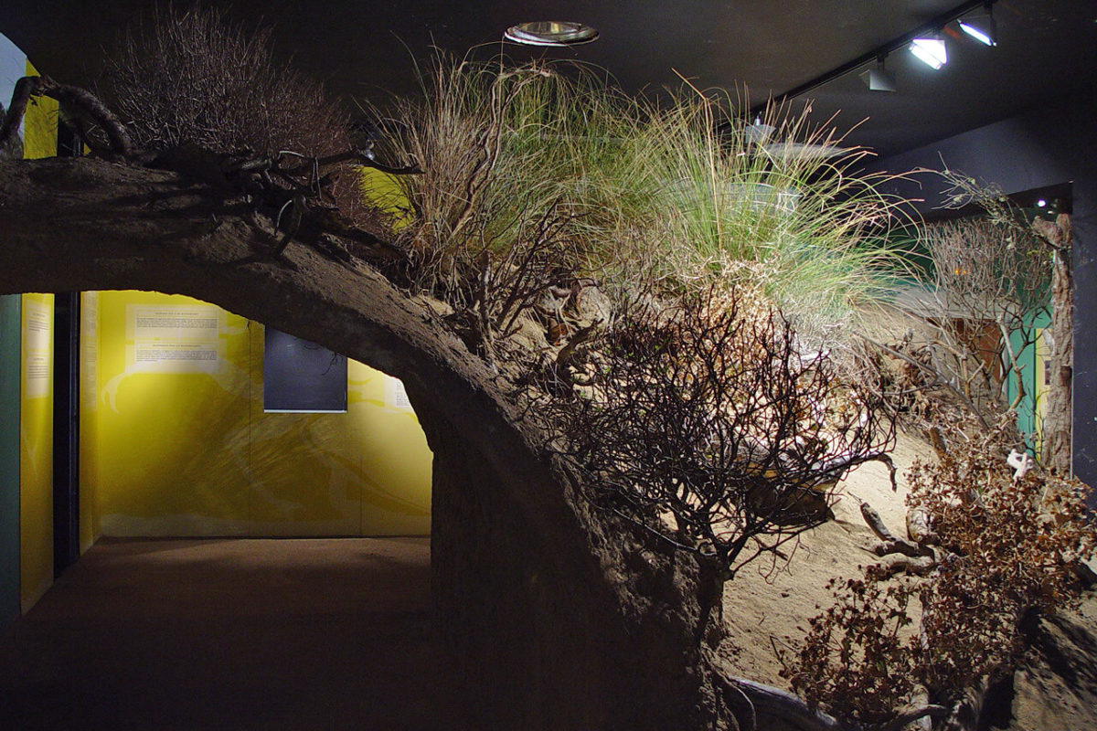 S'Albufera des Grau: Nucleus of the Biosphere Reserve