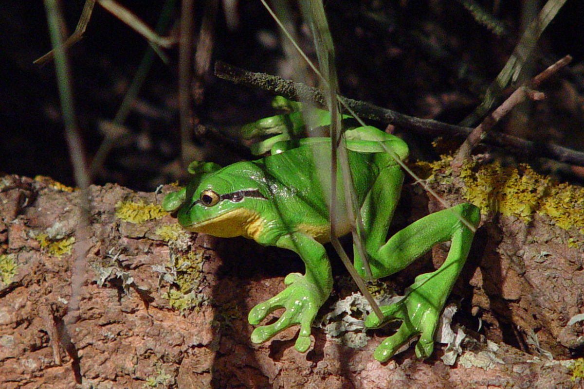 S'Albufera des Grau: Nucleus of the Biosphere Reserve