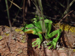 S'Albufera des Grau: Nucleus of the Biosphere Reserve