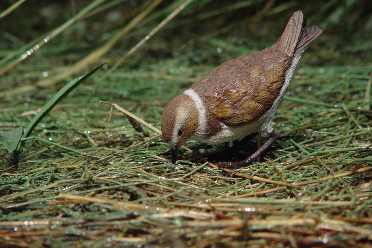 S'Albufera des Grau: Nucleus of the Biosphere Reserve