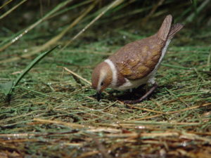 S'Albufera des Grau: Nucleus of the Biosphere Reserve