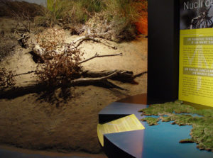 S'Albufera des Grau: Nucleus of the Biosphere Reserve