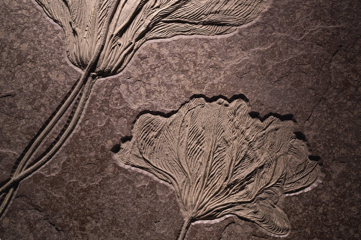 A Falcon’s Eye. Tribute to Sheikh Saoud Al Thani