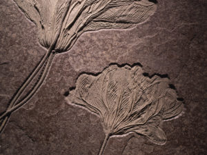 A Falcon’s Eye. Tribute to Sheikh Saoud Al Thani