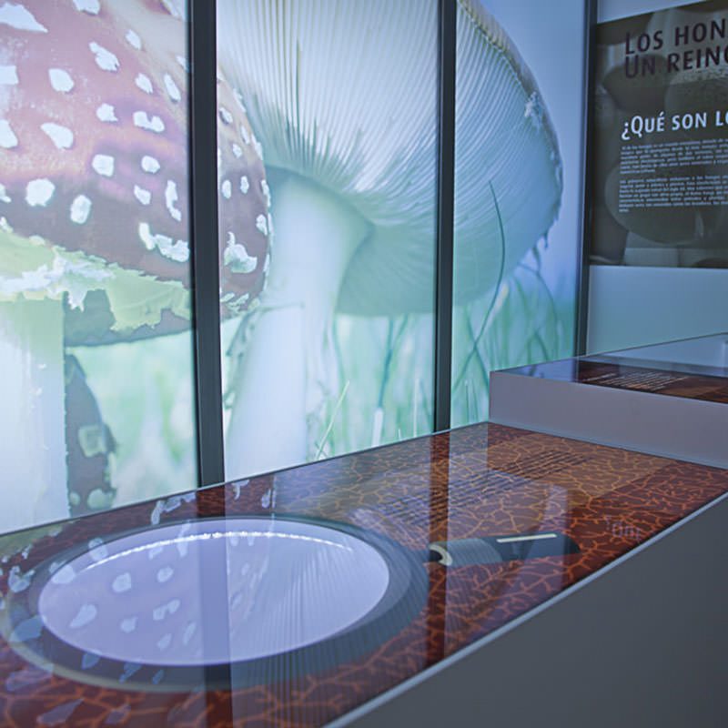 Mycological Center Of Caniles